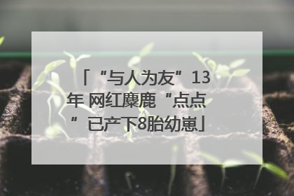 “与人为友”13年 网红麋鹿“点点”已产下8胎幼崽