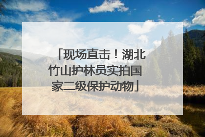 现场直击！湖北竹山护林员实拍国家二级保护动物