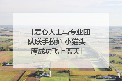 爱心人士与专业团队联手救护 小猫头鹰成功飞上蓝天