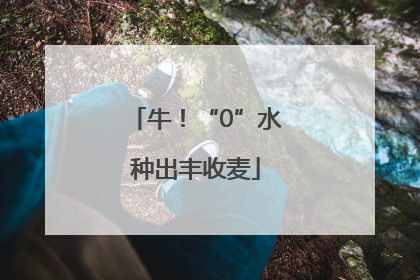 牛！“0”水种出丰收麦