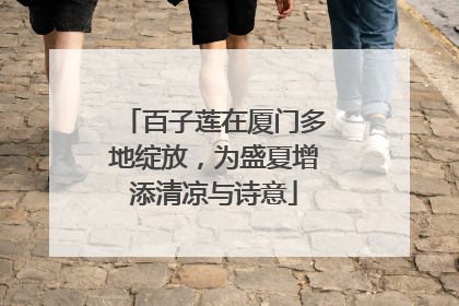 百子莲在厦门多地绽放，为盛夏增添清凉与诗意