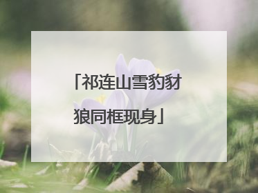 祁连山雪豹豺狼同框现身