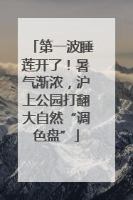 第一波睡莲开了！暑气渐浓，沪上公园打翻大自然“调色盘”