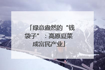 绿意盎然的“钱袋子”：高原夏菜成富民产业