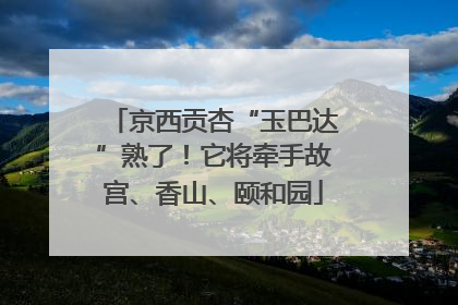 京西贡杏“玉巴达”熟了！它将牵手故宫、香山、颐和园