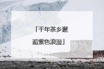 千年茶乡邂逅紫色浪漫