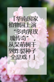 华南国家植物园上演“多肉界玫瑰传奇”，从呆萌树干到炸裂种子全是戏！