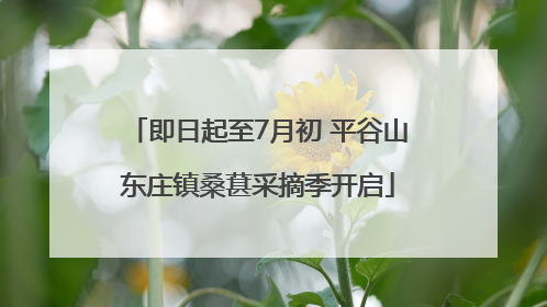 即日起至7月初 平谷山东庄镇桑葚采摘季开启