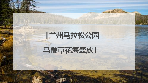 兰州马拉松公园 马鞭草花海盛放