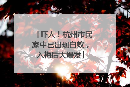 吓人！杭州市民家中已出现白蚁，入梅后大爆发
