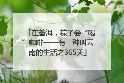 在普洱，粽子会“喝”咖啡——有一种叫云南的生活之365天