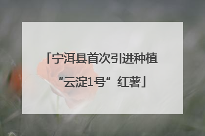 宁洱县首次引进种植“云淀1号”红薯