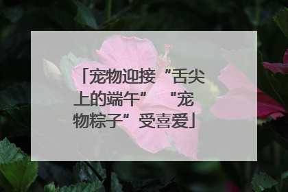 宠物迎接“舌尖上的端午” “宠物粽子”受喜爱