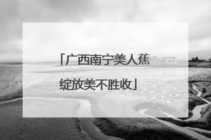 广西南宁美人蕉绽放美不胜收