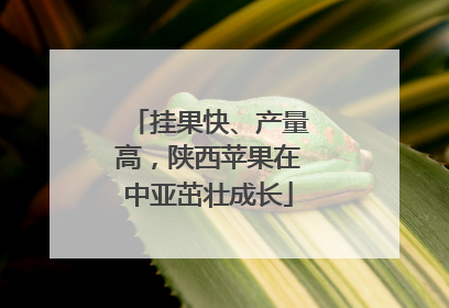 挂果快、产量高，陕西苹果在中亚茁壮成长