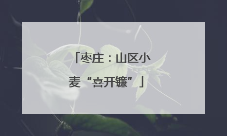 枣庄：山区小麦“喜开镰”