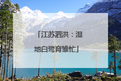 江苏泗洪：湿地白鹭育雏忙