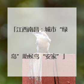 江西南昌：城市“绿岛”助候鸟“安家”