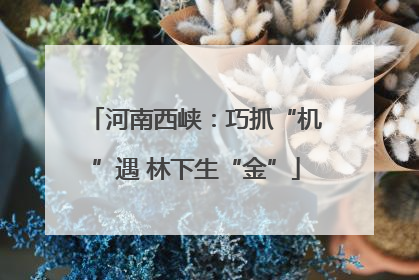 河南西峡：巧抓“机”遇 林下生“金”