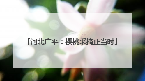 河北广平：樱桃采摘正当时