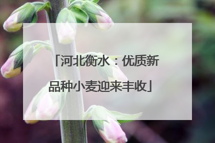 河北衡水：优质新品种小麦迎来丰收
