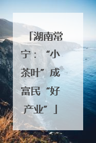 湖南常宁：“小茶叶”成富民“好产业”