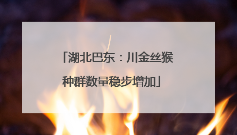 湖北巴东：川金丝猴种群数量稳步增加