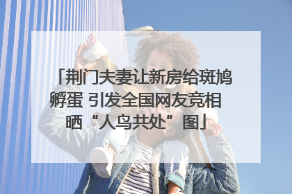 荆门夫妻让新房给斑鸠孵蛋 引发全国网友竞相晒“人鸟共处”图