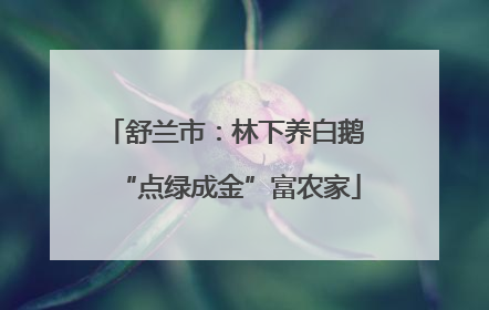 舒兰市：林下养白鹅 “点绿成金”富农家