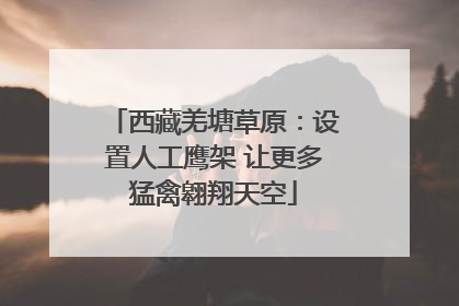 西藏羌塘草原：设置人工鹰架 让更多猛禽翱翔天空