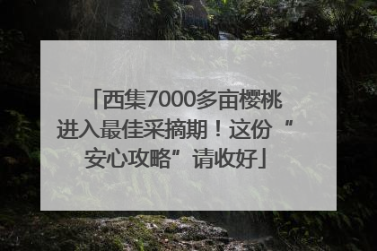 西集7000多亩樱桃进入最佳采摘期！这份“安心攻略”请收好