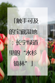 触手可及的宝藏湿地：长宁绿道里的“水杉镜林”