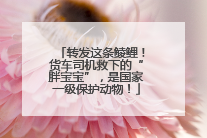转发这条鲮鲤！货车司机救下的“胖宝宝”，是国家一级保护动物！