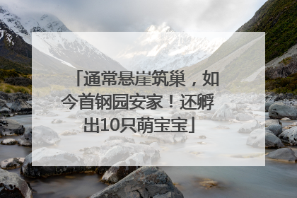 通常悬崖筑巢，如今首钢园安家！还孵出10只萌宝宝