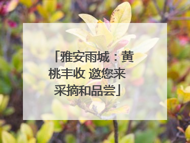 雅安雨城：黄桃丰收 邀您来采摘和品尝