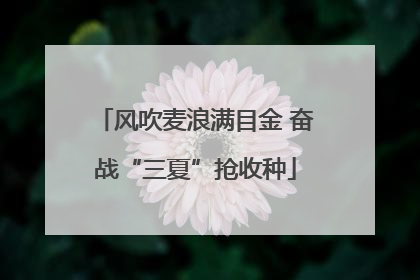 风吹麦浪满目金 奋战“三夏”抢收种