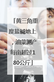 黄三角重度盐碱地上，油菜测产每亩超过180公斤