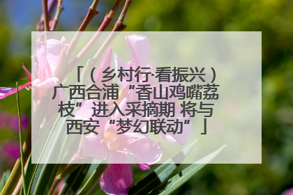 （乡村行·看振兴）广西合浦“香山鸡嘴荔枝”进入采摘期 将与西安“梦幻联动”